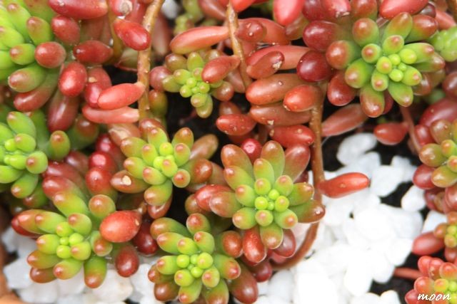sedum